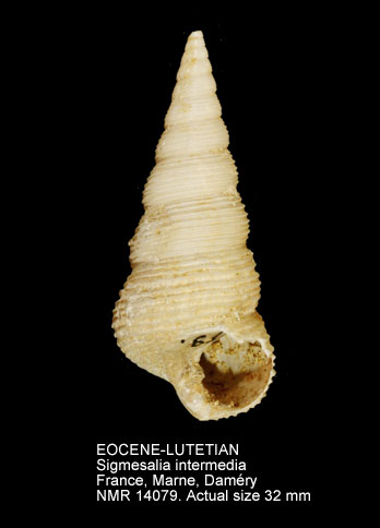 EOCENE-LUTETIAN Sigmesalia intermedia.jpg - EOCENE-LUTETIANSigmesalia intermedia(Deshayes,1832)
